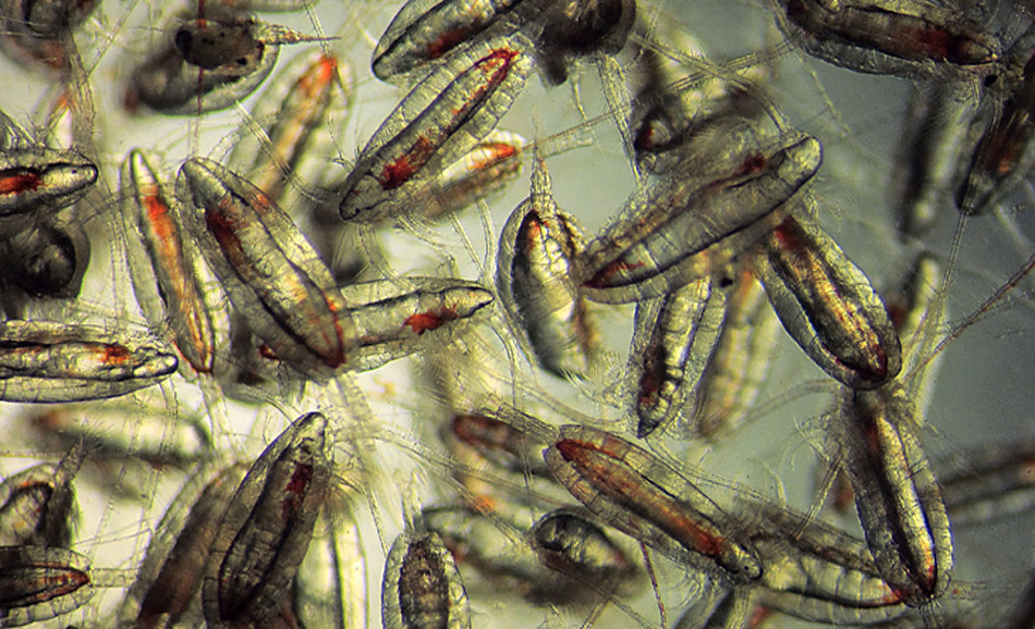 Ruderfusskrebse, Calanus finmarchicus, Bild: SAMS / David Pond