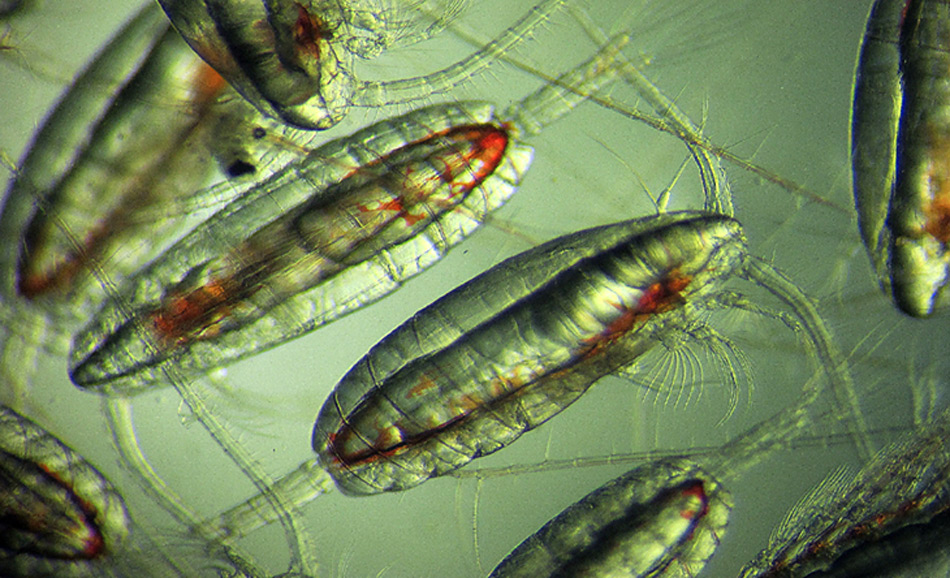 Ruderkrebse - Zeit für den Aufstieg