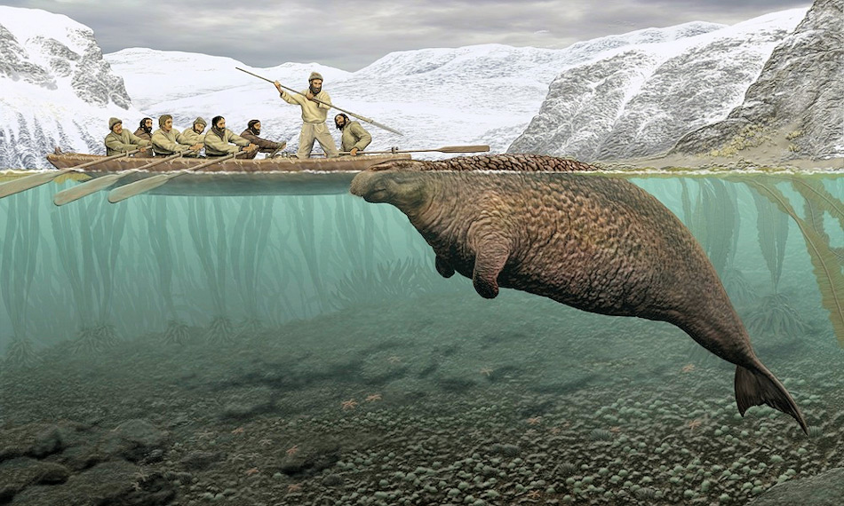Die Steller‘sche Seekuh wurde offiziell im Jahr 1741 zum ersten Mal beschrieben und war damals eines der grössten Säugetiere seiner Zeit. Doch nur 27 Jahre später wurde das letzte Exemplar von Seeleuten als Nahrung erlegt aufgrund seiner Grösse von 8 Metern und 10 Tonnen Gewicht.