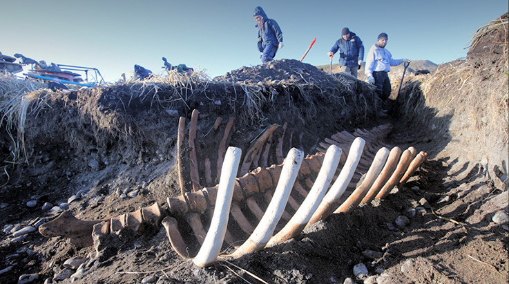Die eindru00fccklichen Rippenbu00f6gen der Stelleru2018schen Seekuh stachen wie ein Zaun aus dem Boden