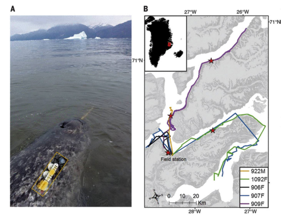 Die Forscher haben spezifische Geräte zur Messung von Herzschlag, Tiefe und anderen physikalischen und physiologischen Parametern benutzt. Die Geräte wurden mit Saugnäpfen an den Rücken der Tiere befestigt. Die Karte rechts zeigt das Studiengebiet in Ostgrönland.