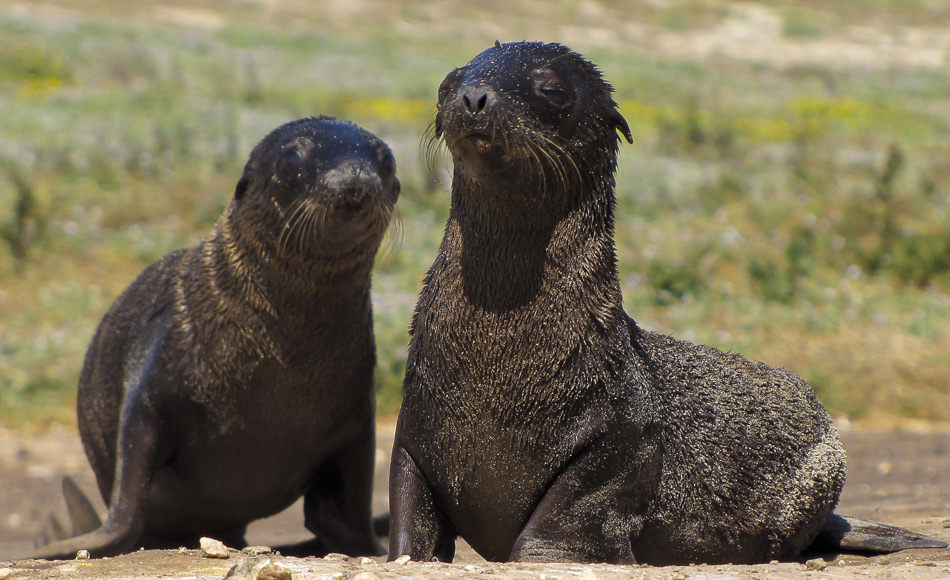 Einheimische Fischer in Alaska wussten seit langem, dass Jungrobben mit dem Wind schwimmen, anstatt dagegen anzukämpfen. Eine neue Forschungsstudie bestätigt dies. Migrierenden Jungtiere der nördlichen Pelzrobbe legen in stürmischen Jahren Hunderte von Kilometern mehr zurück als in windstilleren Jahren. (Bild: Eric Boerner, Fischereiforschungszentrum Alaska, NOAA Fisheries Service)