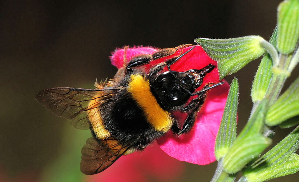 Neben Moskito leben viele fliegende Insekten, wie beispielsweise die arktische Hummel (Bombus polaris) das ganze Jahr über in der Tundra, auch in Grönland. Bild: Joaquin Alves Gaspar