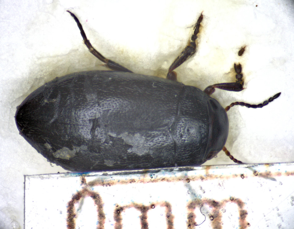 Der Wasserkäfer Hydroporus morio ist ein gefährlicher Räuber, der auch im hohen Norden Grönlands zu finden ist. Dort lebt er in Wassertümpeln und kann sogar dem Frost widerstehen. Bild: Microphoto