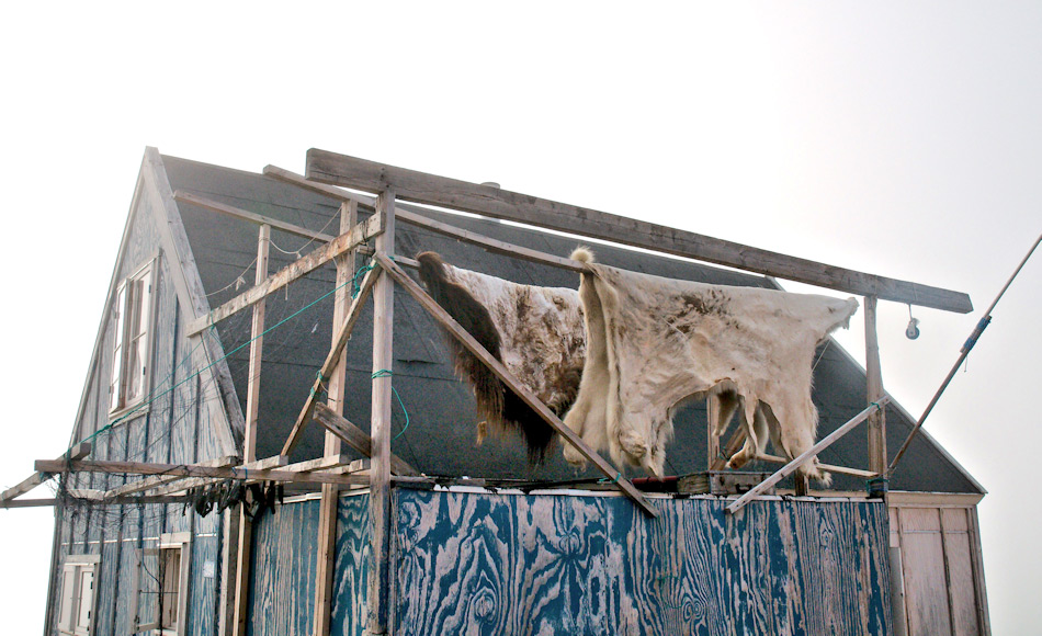 Die Eisbärenjagd wird in Grönland nach dem Quotenprinzip geführt. Jeder Ort hat nur eine bestimmte Quote an Bären, die geschossen werden dürfen. Das erlegte Tier wird praktisch komplett verarbeitet. Bild: Michael Wenger