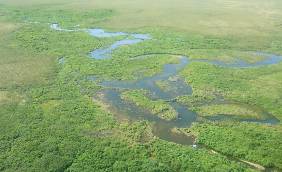 Biberaktivität auf der Seward-Halbinsel in Alaska. Die Tiere haben einen arktischen Tundrastrom (oben) in ein Feuchtgebiet (Mitte) verwandelt. Gut zu sehen sind mehrere Dämme und eine Biberburg. Bild: Christopher Arp / University of Alaska