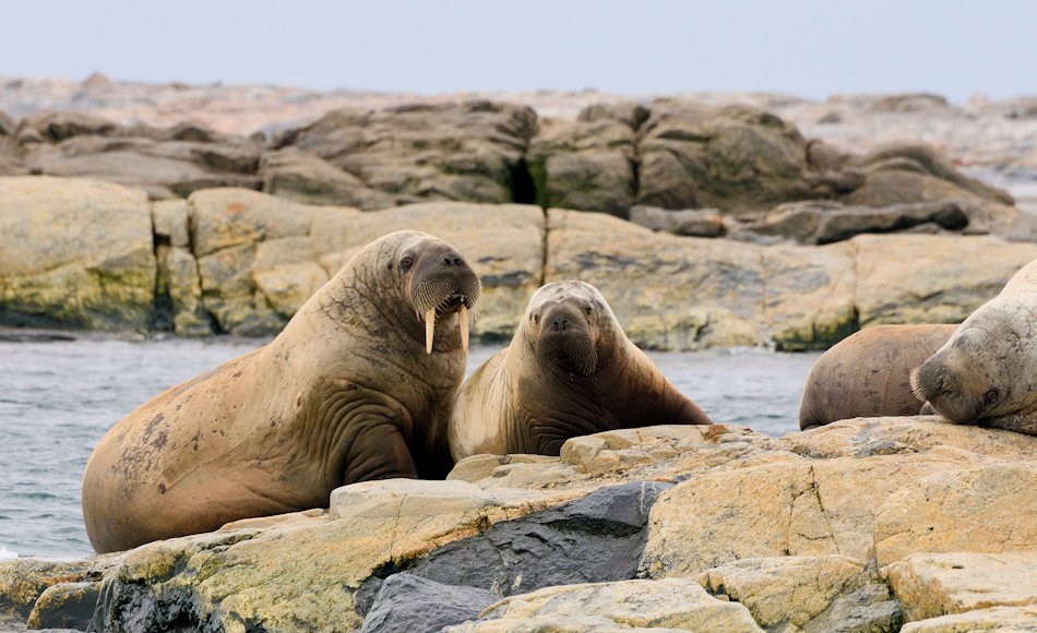 Das atlantische Walross ist eine von zwei Unterarten von Walrossen. Es ist etwas kleiner als sein pazifischer Verwandter und auch zahlenmässig weniger. Doch aufgrund der strengen Schutzmassnahmen erholen sich die Bestände langsam. Bild: Michael Wenger