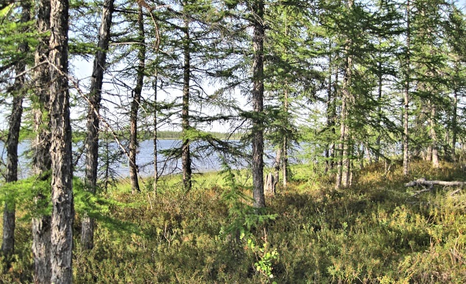 Die Lärchen, die auf der Taimyr-Halbinsel im russischen Norden wachsen, sind zwar miteinander verwandt, weisen aber trotzdem grosse Unterschiede in ihren Ansprüchen und Wachstumsraten auf. Bild: Laura Epp, AWI