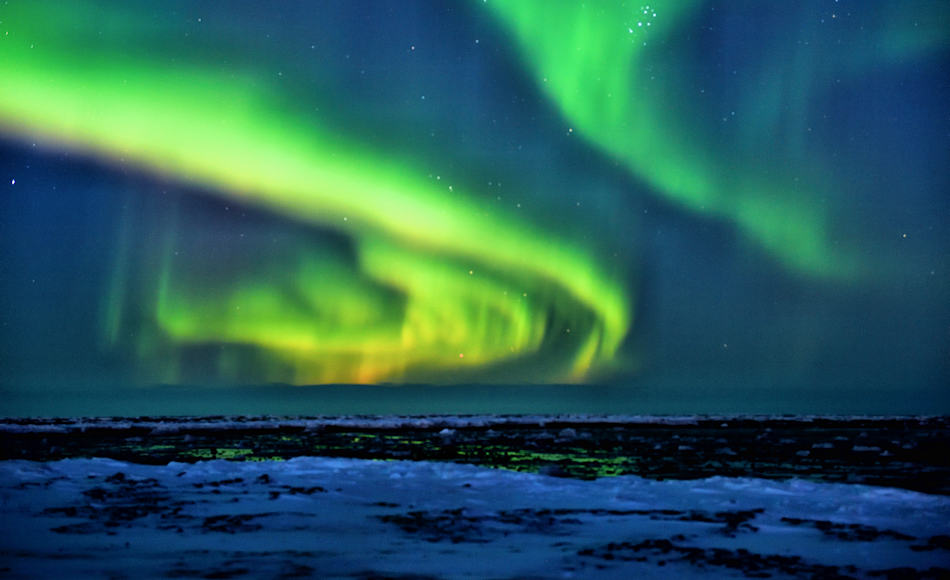 Beuteltiere sind in der Arktis keine zu finden. Doch vor 69 Millionen Jahren lagen die Temperaturen höher und die arktischen Regionen waren etwas milder als heute. Trotzdem machten Dunkelheit und vielleicht sogar Schnee den wechselwarmen Reptilien zu schaffen. Bild: Michael Wenger