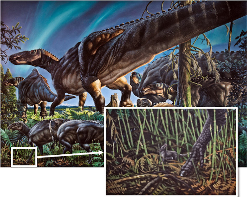 Gemäss den bisherigen Funden war die Region der heutigen North Slope in Alaska eine vielfältige und reichhaltige Landschaft mit grossen pflanzenfressenden Sauriern und daneben anderen Tierarten wie den aufstrebenden Säugetieren. Dazu zählte auch das neueste Mitglied der Beuteltiergruppe, Unnuakomys hutchinsoni. Bild: James Havens