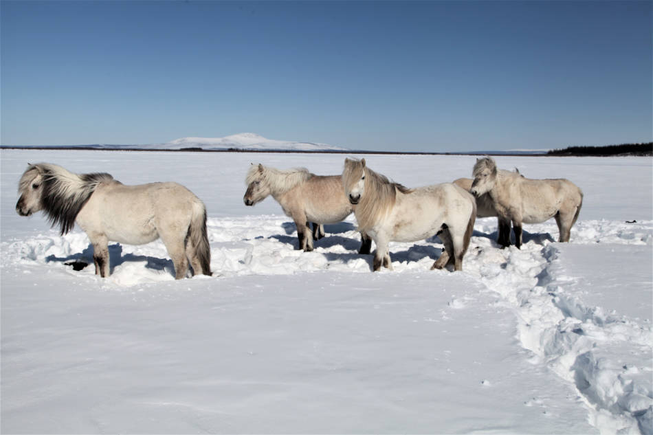 Grosse Pflanzenfresser wie Pferde und Rentiere könnten den Permafrost mit ihren stampfenden Hufen retten, so neue Forschungsergebnisse. (Foto: Pleistocene Park)