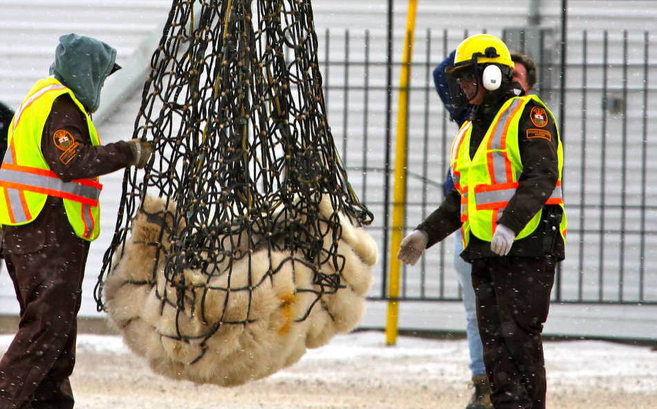 Ein betäubter Eisbär wird vom Eisbärengefängnis per Helikopter ausgeflogen. (Bild: Emma / Flickr CC BY 2.0)