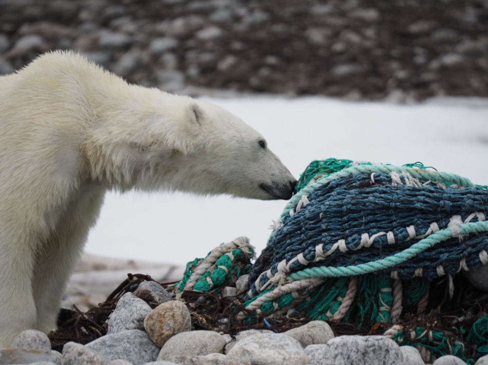 Müll im Meer ist eine Bedrohung für die lokale Tierwelt. (Foto: Zet Freiburghaus, Polar Quest)