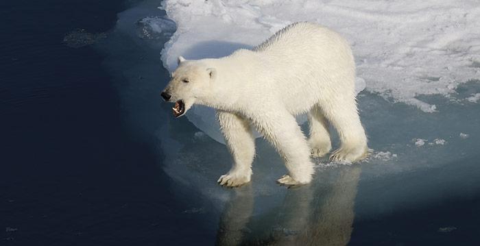 Seit 150000 Jahren auf der Jagd