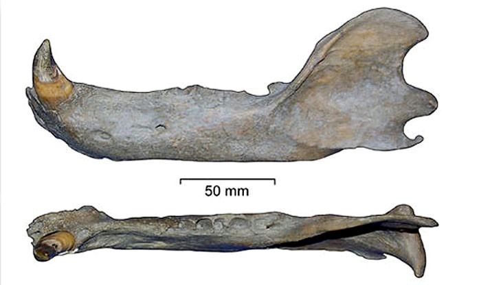 Fossilienfund_-_Spitzbergen