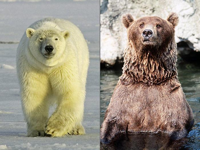 Eisbaer_-_Braunbaer
