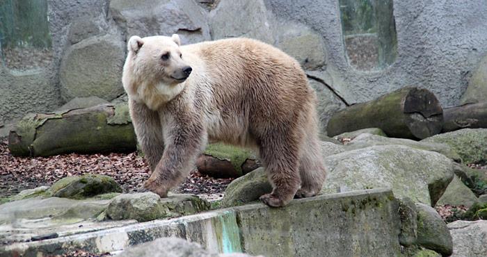 «Grolar»-Bären als Folge des Klimawandels