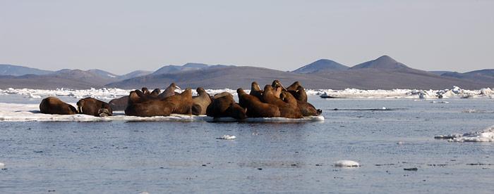 Die Natur kehrt zurück