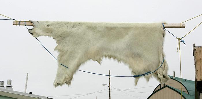 Schwarzmarkt für Eisbärenfelle blüht