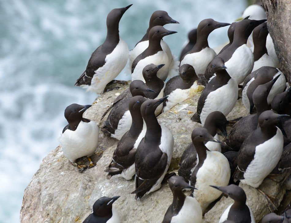 Die Trottellummen (rechts) sind bräunlich und haben eine graue Linie entlang der Färbung. Sie sind kleiner und der Schnabel ist schlanker als bei der verwandten Dickschnabellumme (links). Lummen leben in grossen Kolonien und sie brüten in steilen Felsenklippen auf kleinen Simsen. Dabei bauen sie keine Nester, sondern legen ein einzelnes Ei auf den nackten Fels. Bild: Michael Wenger