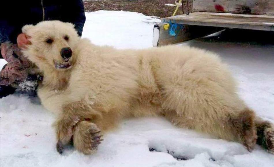 Kanadische Inuit haben das Recht, Eisbären als Teil ihrer Tradition zu jagen. Es existieren Quoten dafür. Sie nutzen das Fell, das Fleisch und sogar Knochen. Doch Eisbärenprodukte sind innerhalb Europas verboten und daher existiert kein Markt hier. Doch Hybriden könnten potentiell mehr Geld bringen, da sie viel seltener sind und nicht als Eisbären gelten.