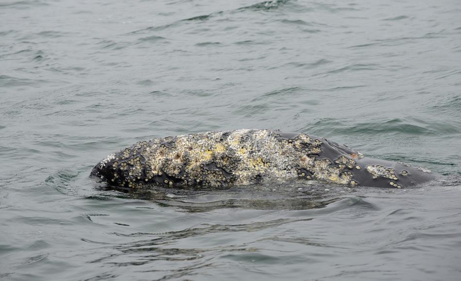 Grauwale sind Bartenwale und ernähren sich von Organismen in weichen Schlickboden des Schelfs. Ihr charakteristisches Muster von Narben  durch Parasiten auf der Haut macht es einfach, sie zu identifizieren. Bild: Samuel Blanc