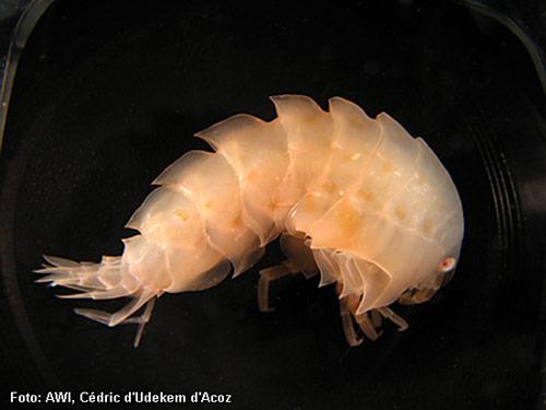 Am 1. März 2009 ging das 4. Internationale Polarjahr zu Ende