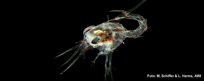 Ozeane versauern schneller