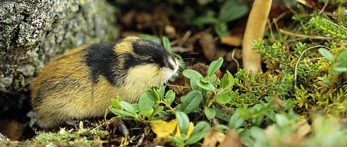 Lemminge lassen Arktis ergrünen