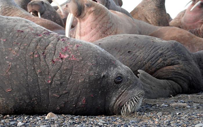 Erkranktes Walross welches mit Geschwüren auf ihrer Haut aufgefunden wurde.