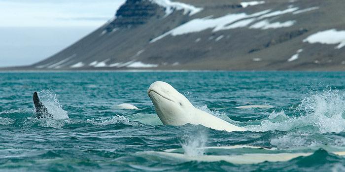 Die Belugas beurteilen die Umgebung durch Heraushebend es Kopfs.