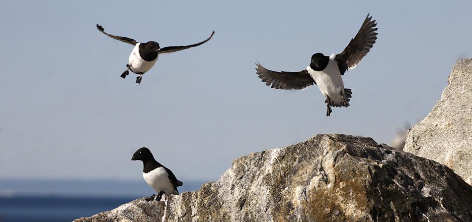 Seevögel trotzen dem Klimawandel