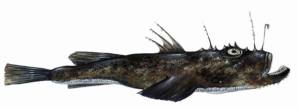 Tiefseefische stehen auf Krabbentaucher