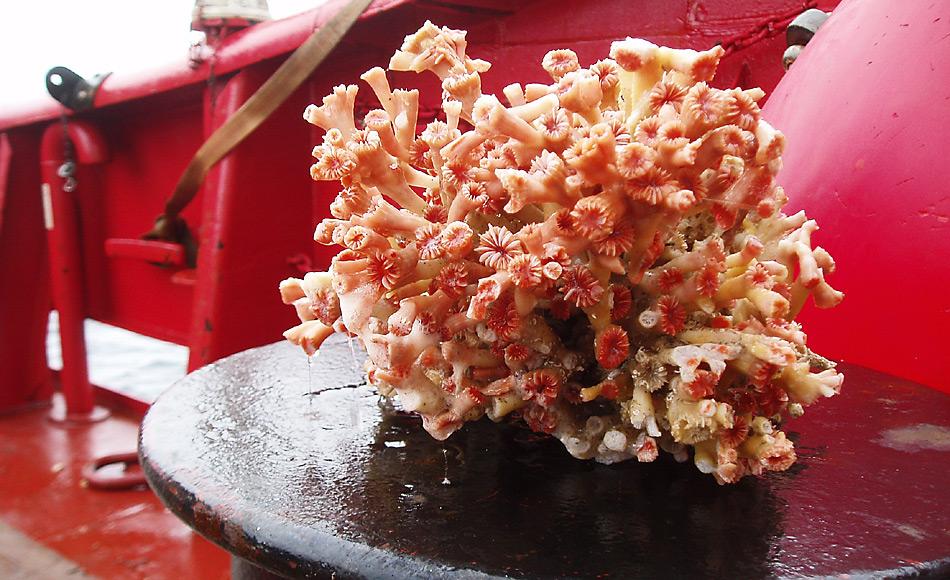 Kaltwasserkorallen vor Grönland entdeckt