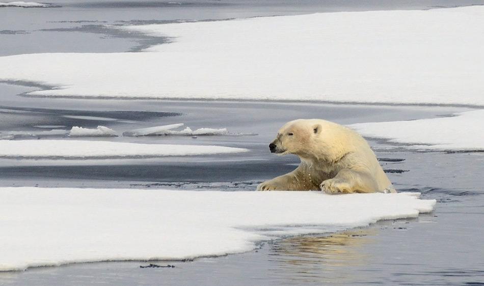 Obwohl Eisbären sehr viel Zeit im Wasser verbringen, können sie nicht andauernd schwimmen und brauchen Eisschollen, um sich auszuruhen.