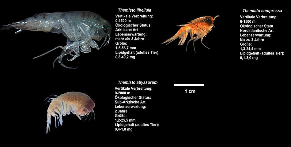 Ein Grössenvergleich aller drei Flohkrebsarten, die im Rahmen einer HAUSGAR&shy;TEN-Studie untersucht wurden. Foto: AWI, Angelina Kraft
