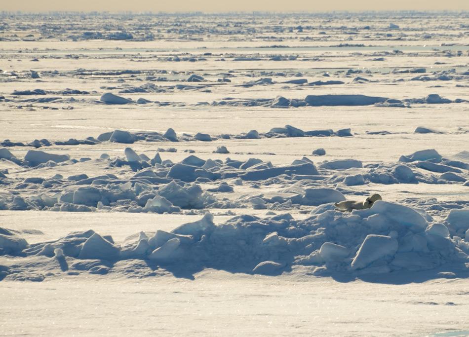 Eine niedrigere Meereisfläche bedeutet auch einen kleineren Lebensraum für Eisbären und Robben, die auf dem Eis leben. Weibliche Eisbären haben grössere Schwierigkeiten, die Eiskante mit den Jungen zu erreichen und Robben haben kleinere Gebiete, um sich fortzupflanzen und eine höhere Wahrscheinlichkeit, auf Eisbären zu stossen. Doch eine kleine Wintereisausdehnung bedeutet nicht automatisch auch einen negativen Rekord im Sommer. Bild: Michael Wenger