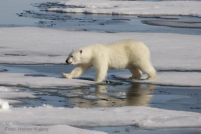 Eisbaer-auf-Eisscholle