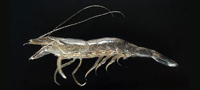 Garnelen aus der Barents-See erhalten MSC Zertifikat