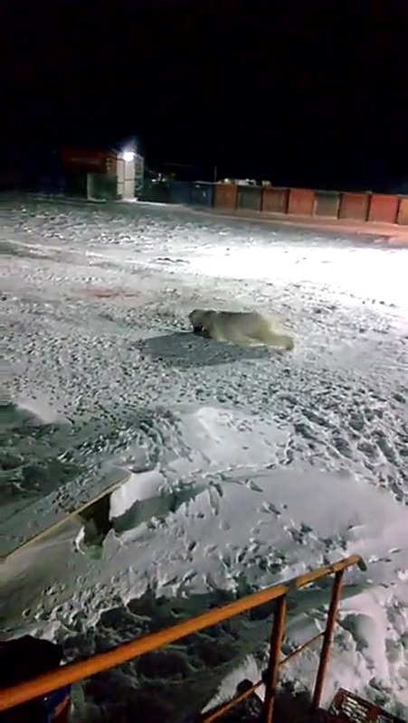 Diese Bild aus einem Youtube-Video zeigt eine verletzte und Blut-speiende Eisbärin und war der Grund für Kochnev‘s Kritik. Die Bärin war schwer verletzt worden, nachdem ihr ein Knallkörper zu fressen gegeben worden war, der in ihrem Magen danach explodierte.