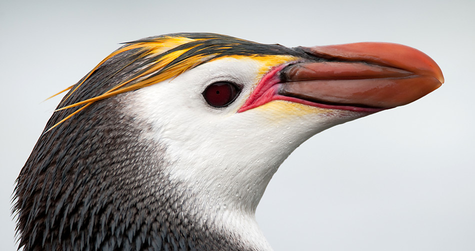 Auf der Rückkehr in die Zivilisation besuchten wir die Haubenpinguine auf Mcquarie Island.